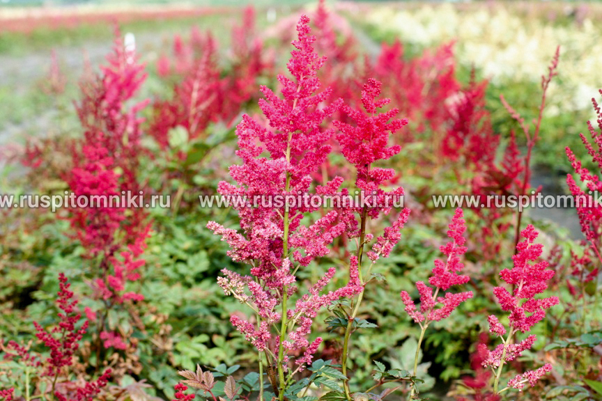 Астильба этна. Астильба Арендса (Astilbe arendsii glut. Астильба glut. Астильба глют. Астильба Gloria purpurea.